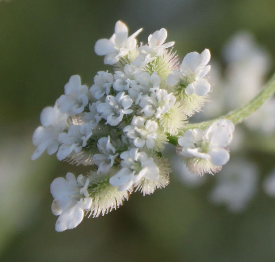 Torilis arvensis sl. / Lappolina canaria